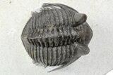 Tower-Eyed Erbenochile Trilobite - Ou Driss, Morocco #254076-1